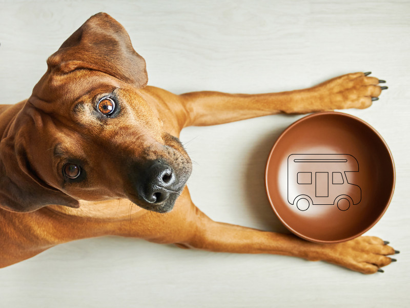 hund