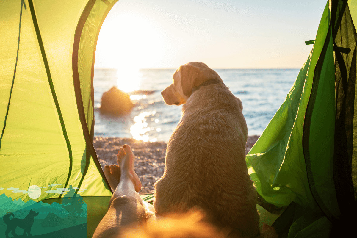 camping mit hund