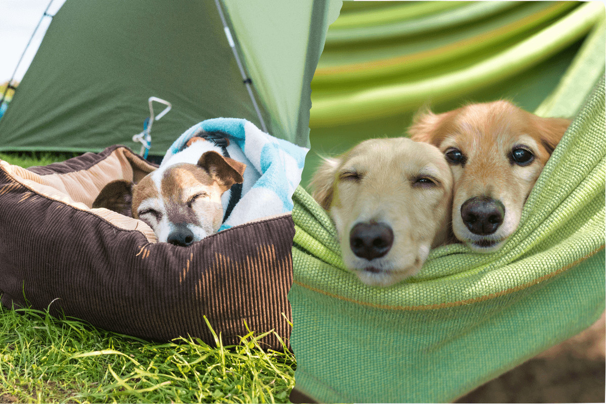hund beim camping