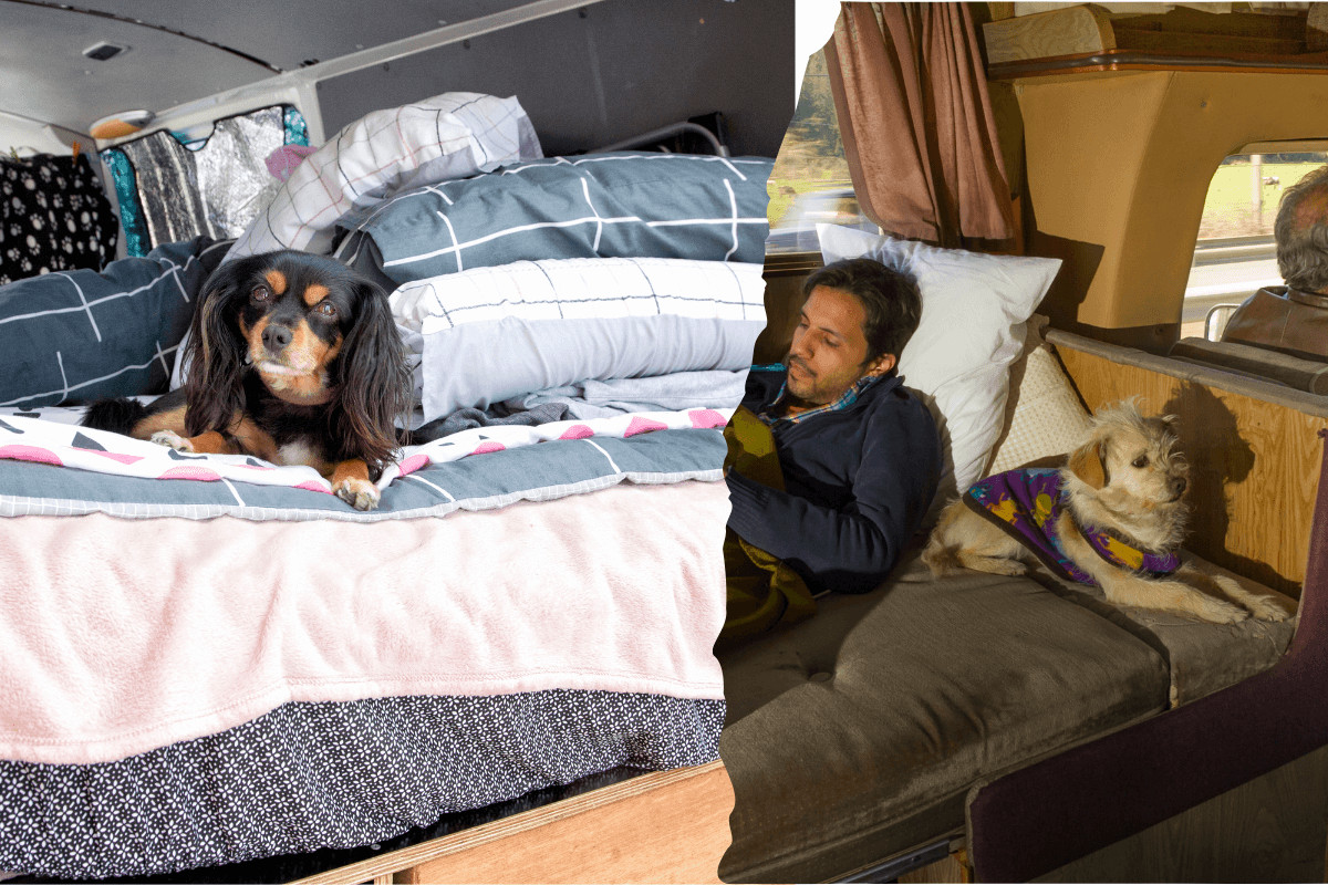 hundecamping