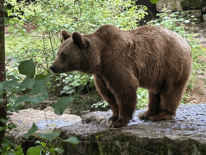 tierpark bad mergentheim