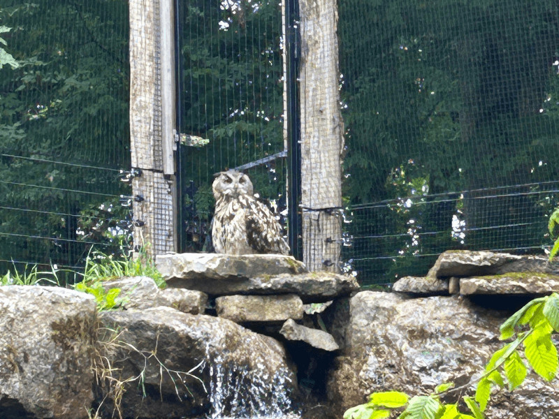 wildpark bad mergentheim 