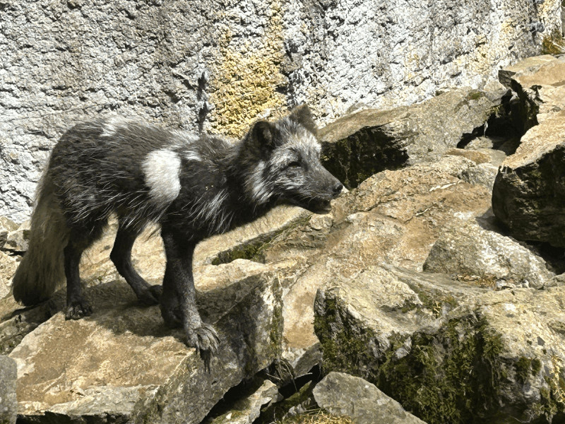 wildpark bad merg