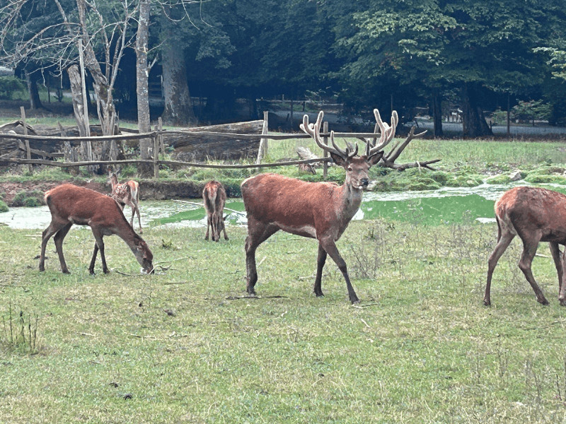 wildparks